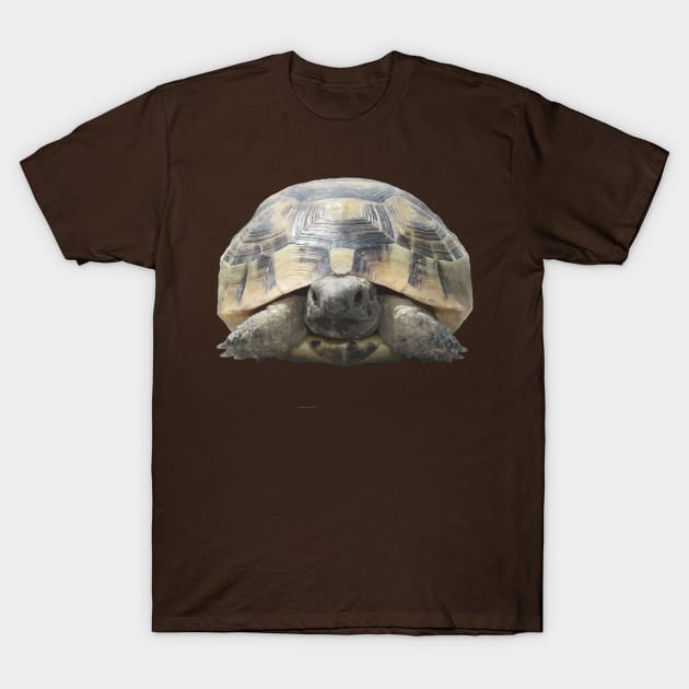 Greek Tortoise Testudo Tucked In Shell Cut Out T-Shirt by taiche